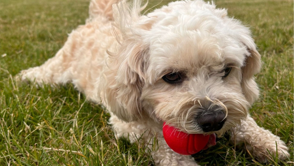 A day in the life of an office pet