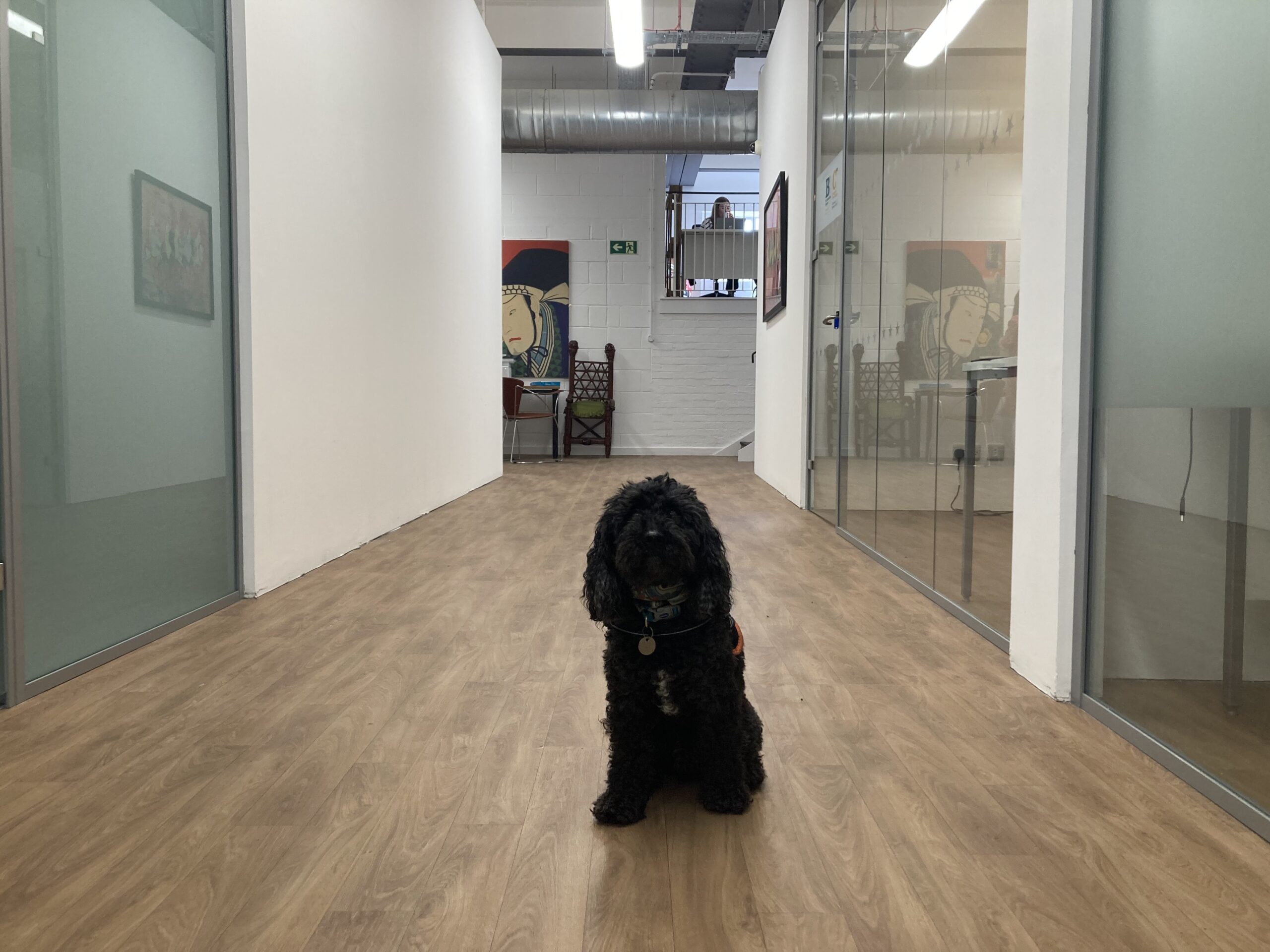 Dogs in the workplace …. Is this barking mad?